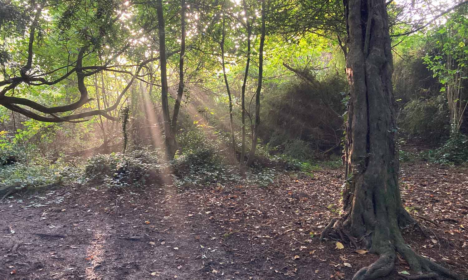 Querns Wood sunlight rays