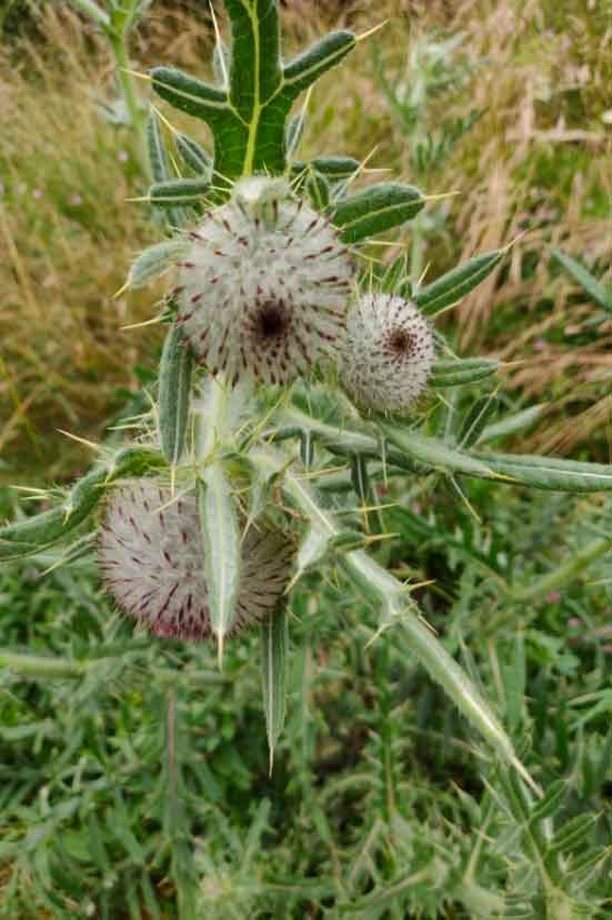 Thistle July