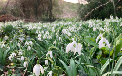 Discover Cirencester’s secret snowdrop glade